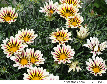 Gazania Aztec 117083502