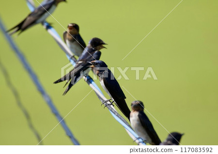 Swallow / swallow Japan 117083592