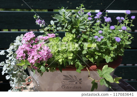 Pentas and ageratum flower arrangement 117083641