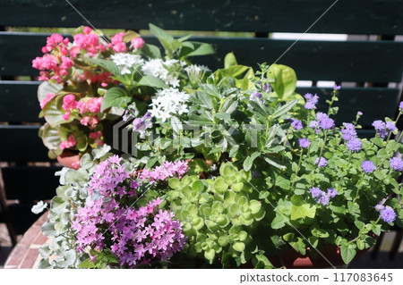 Summer flowers and pots of plants Summer flowers and pots of plants 117083645