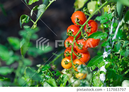 Mini Tomato Mini Tomato 117083707