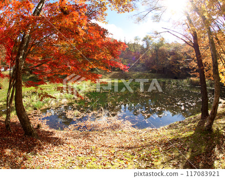 秋葉在池塘反射了 117083921