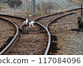 cat crossing the railroad tracks 117084096