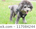 A cute silver toy poodle with an afro 117084244