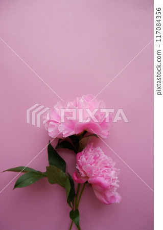 Pink peony flowers and petals, pink flower image Pink peony flowers and petals, pink flower image 117084356