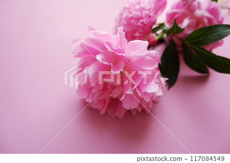 Pink peony flower close-up, macro photography Pink peony flower close-up, macro photography 117084549