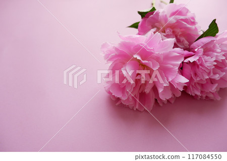 Pink peony flower close-up, macro photography Pink peony flower close-up, macro photography 117084550