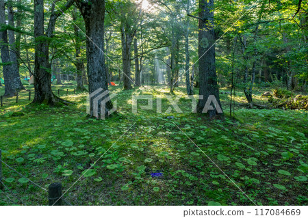 Kamikochi's summer 117084669