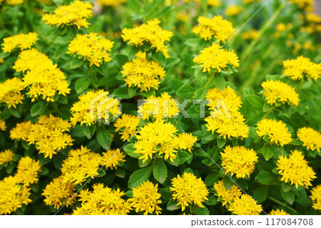 Kirinsou "wildflower" 117084708