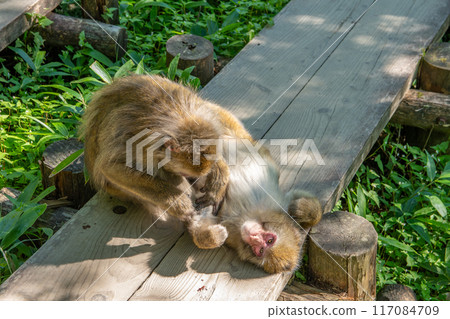 Kamikochi的夏天 117084709