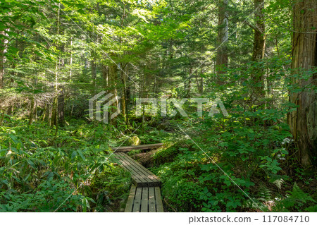 Kamikochi的夏天 117084710