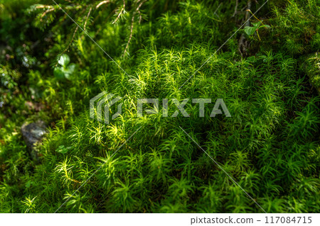 Kamikochi的夏天 117084715