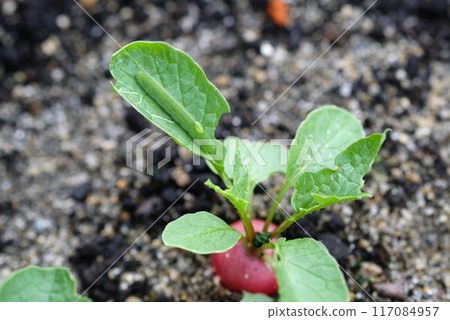 二十天蘿蔔上的綠毛蟲 二十天蘿蔔上的綠毛蟲 117084957