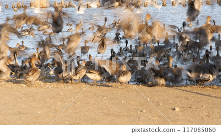 鳥兒一起飛翔 鳥兒一起飛翔 117085060