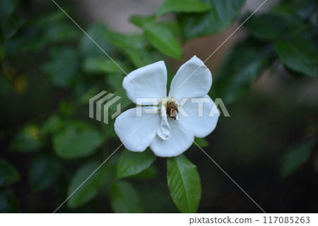  White flower 117085263