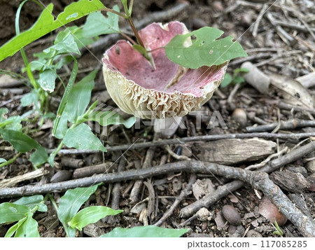 Forest mushrooms Forest mushrooms 117085285