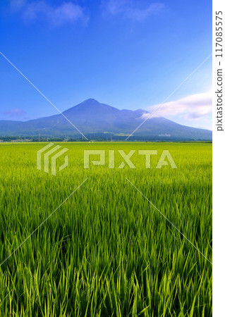 盛夏的稻田和磐梯山（福島縣豬苗代町） 117085575