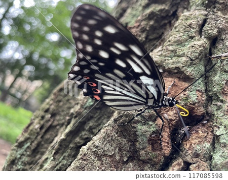 Insects swarming around tree sap Insects swarming around tree sap 117085598