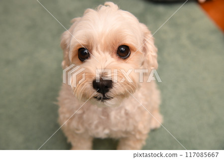 可愛的混種 Maltipoo 狗乖乖地坐著,看著你 可愛的混種 Maltipoo 狗乖乖地坐著,看著你 117085667