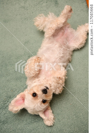 可愛的混種 Maltipoo 仰躺著,凝視著 可愛的混種 Maltipoo 仰躺著,凝視著 117085668