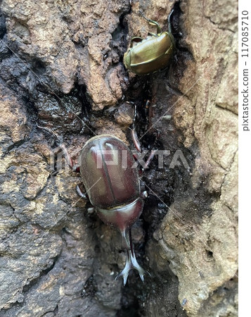 昆蟲在汁液中成群結隊 117085710