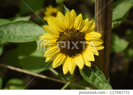 美麗而明亮的向日葵盛開 美麗而明亮的向日葵盛開 117085731