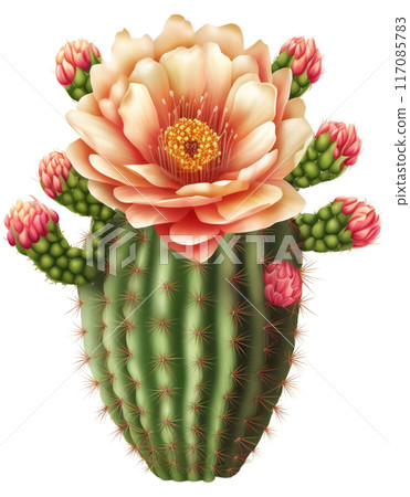 cactus 117085783