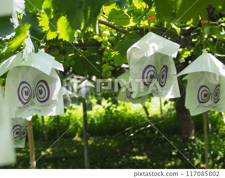 Grapes 2, ready for harvest after being covered and bagged 117085802