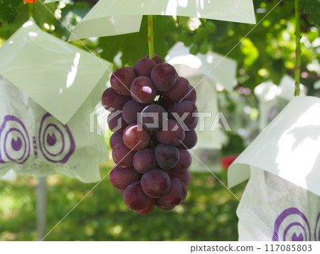 Pione grapes are starting to turn color and are close to being harvested 117085803
