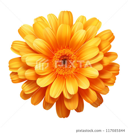 calendula calendula 117085844