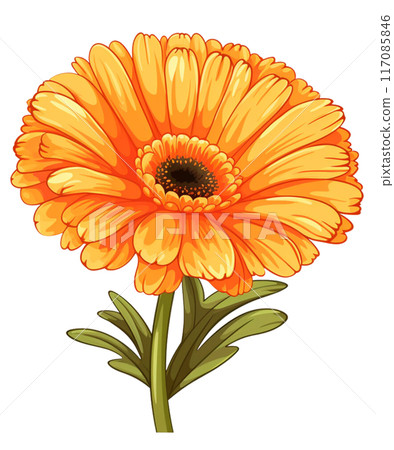 calendula calendula 117085846