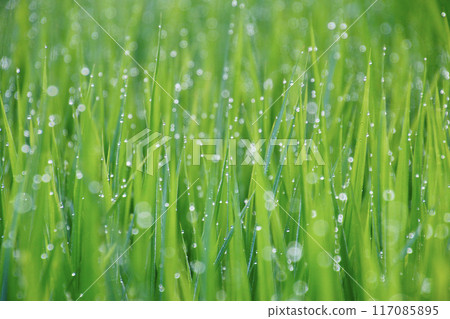 Morning dew, rice fields, midsummer (Inawashiro Town, Fukushima Prefecture) 117085895