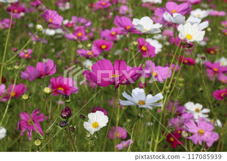 Cosmos shining against the blue sky, Hyogo Prefecture 117085939