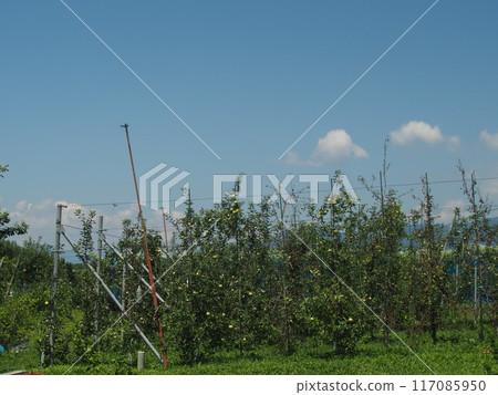 盛夏高密度種植的蘋果田1 盛夏高密度種植的蘋果田1 117085950