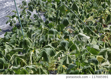 氣溫38度時，黃瓜田在地上爬行 117085991