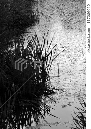 Sedge on shore of pond. Sedge on shore of pond. 117086020
