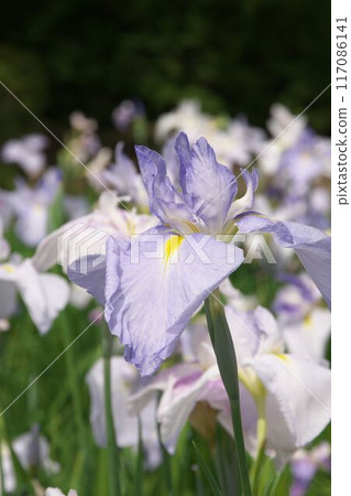 Light purple irises [Sagamihara Park: flower background] 117086141