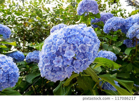 雙藍繡球京都 雙藍繡球京都 117086217