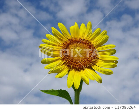 August sunflower August sunflower 117086264