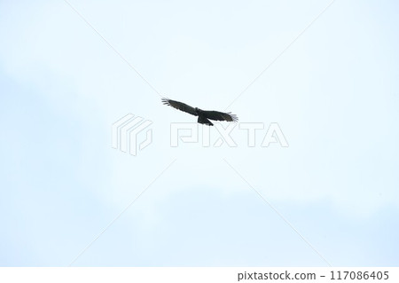 Hachikuma Hachikuma 117086405