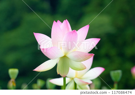 蓮花已過了盛年 蓮花已過了盛年 117086474