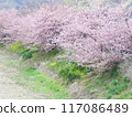 Kawazu cherry blossoms in full bloom 117086489