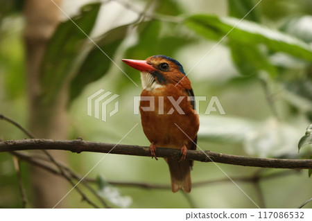 女 Chabarashobin 女 Chabarashobin 117086532