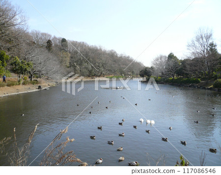 純內池綠地公園（千葉縣市川市） 117086546