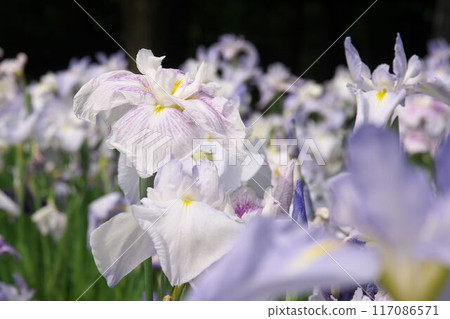 White and purple iris with tie-dye pattern [Sagamihara Park: Flower background] 117086571