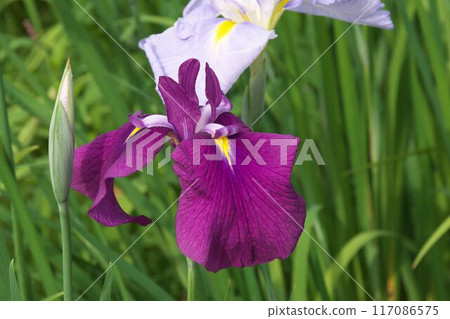 紫花鳶尾【相模原公園：綠色背景】 117086575