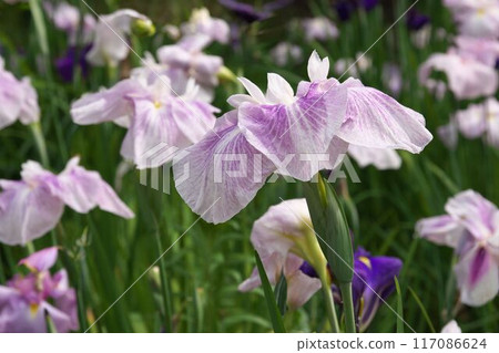 紫色的鳶尾花【相模原公園:花背景】 紫色的鳶尾花【相模原公園:花背景】 117086624