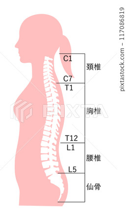 正常姿勢下女性脊椎名稱的骨骼圖 117086819