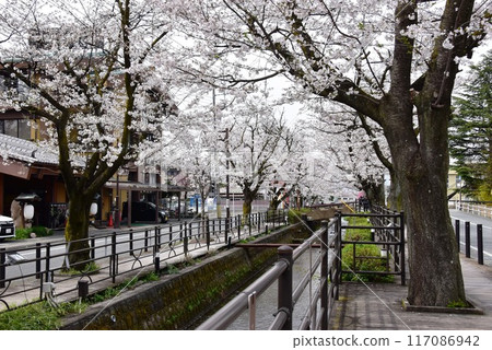 笛吹市石和溫泉櫻花溫泉街櫻花盛開 笛吹市石和溫泉櫻花溫泉街櫻花盛開 117086942