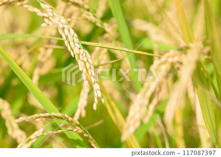 水美綠意盎然的自然王國中的稻米種植（近景）（菊地市吉志市）伊坂區紅蜘蛛花村 117087397